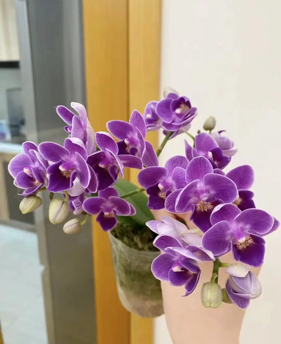 Is the European small blue Phalaenopsis easy to raise?