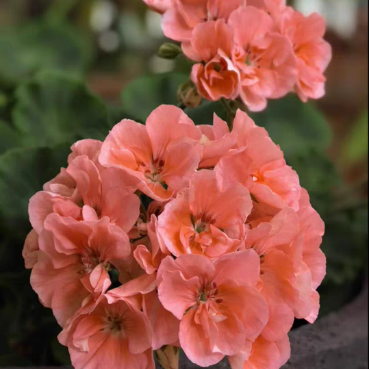 What varieties of flowering plants bloom all year round?