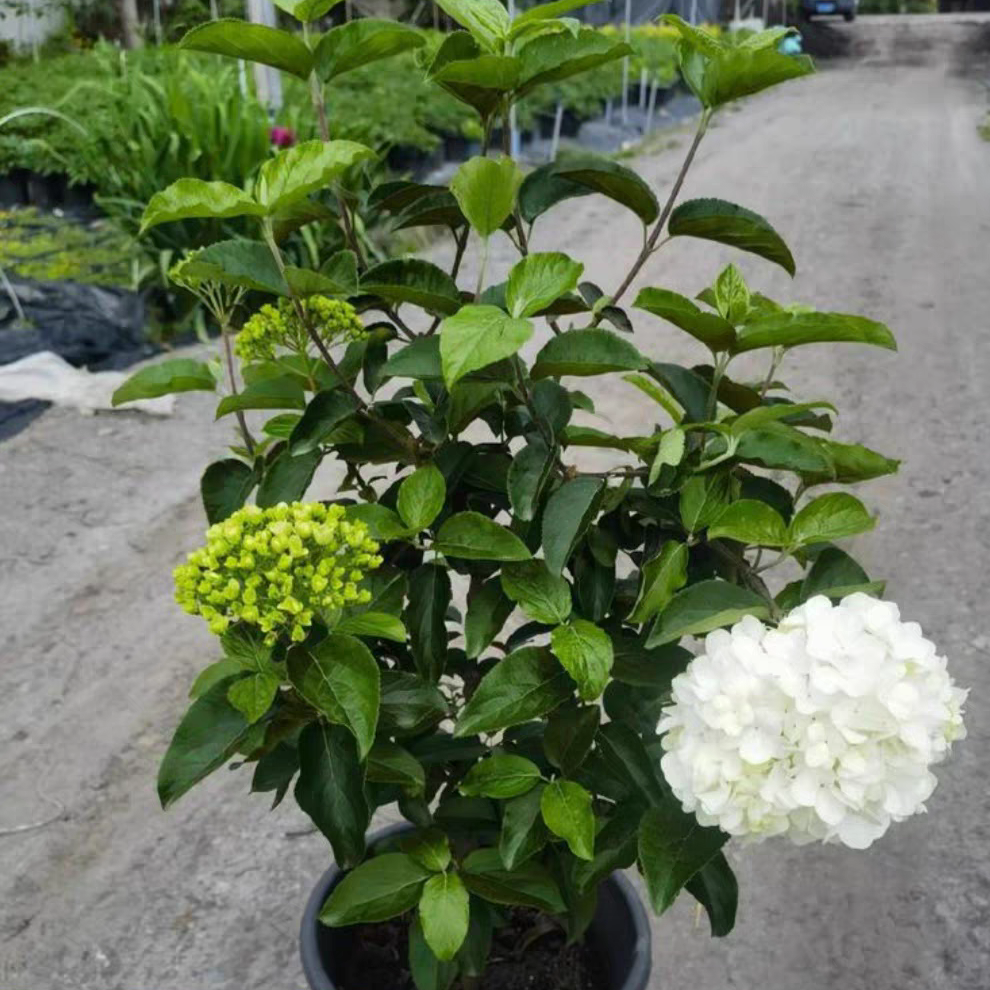 Maintenance methods for Hydrangea paniculata