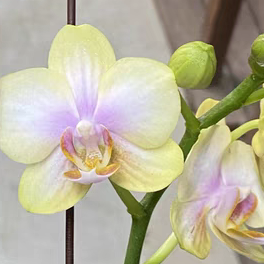 Is Phalaenopsis Xiangyun easy to grow?