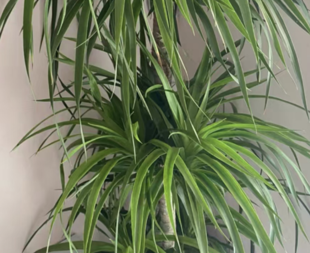 The maintenance methods of Dracaena are as follows