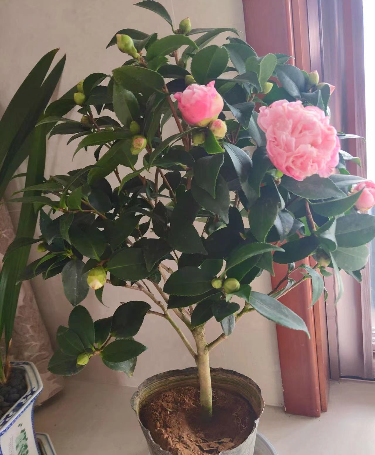 When is the best time to plant Camellia 'Fragrant Princess'?