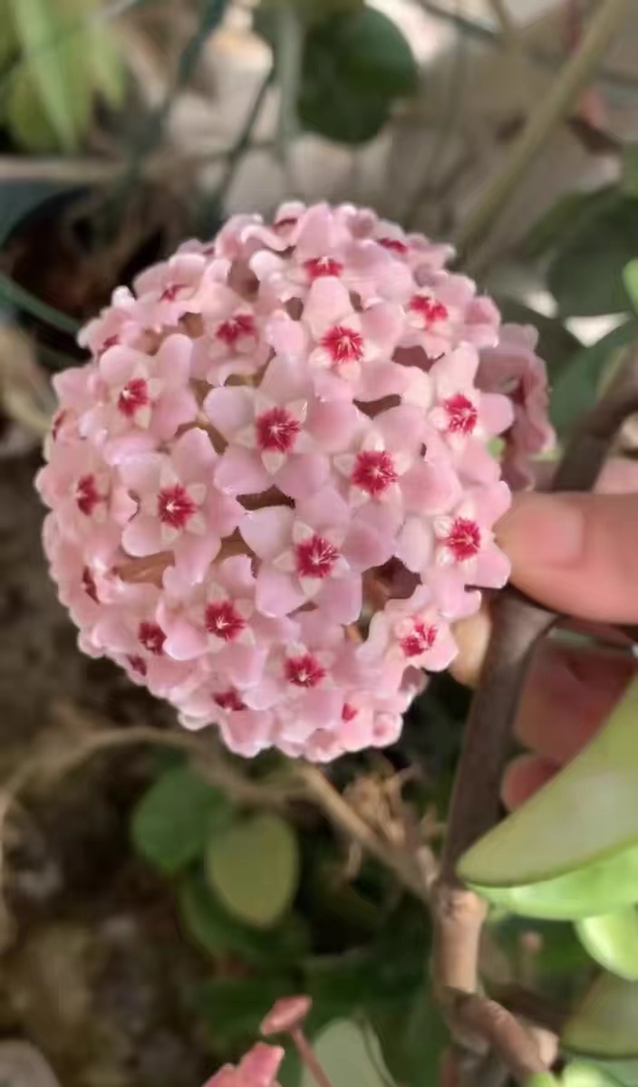 What are the suitable propagation methods for Hoya?