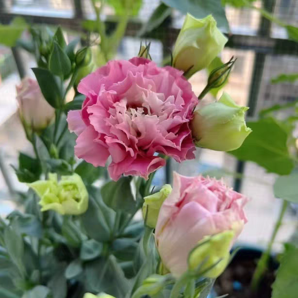 The differences between balloonflower and lisianthus.