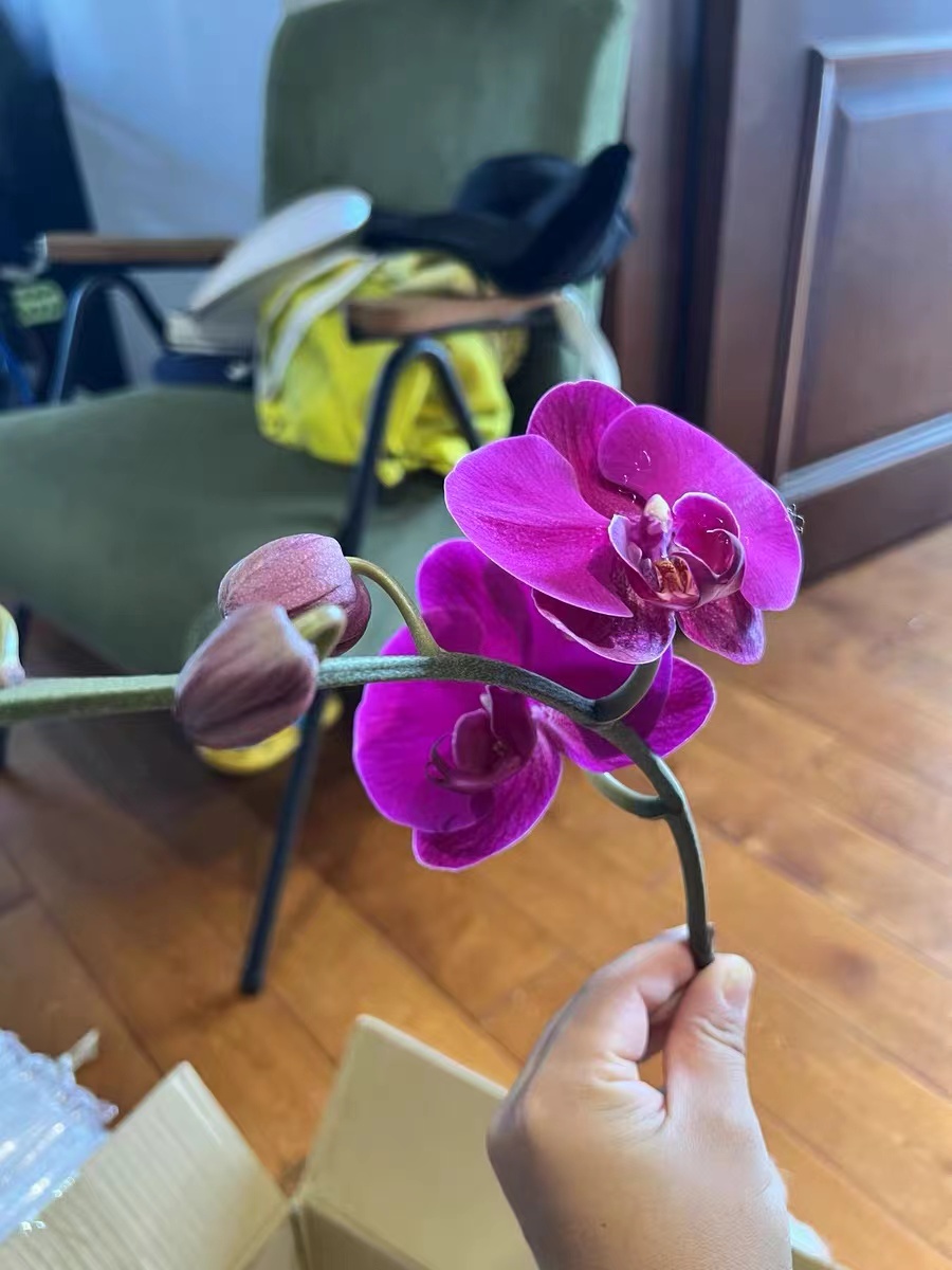 How many times does the Big Chili Phalaenopsis bloom in a year?