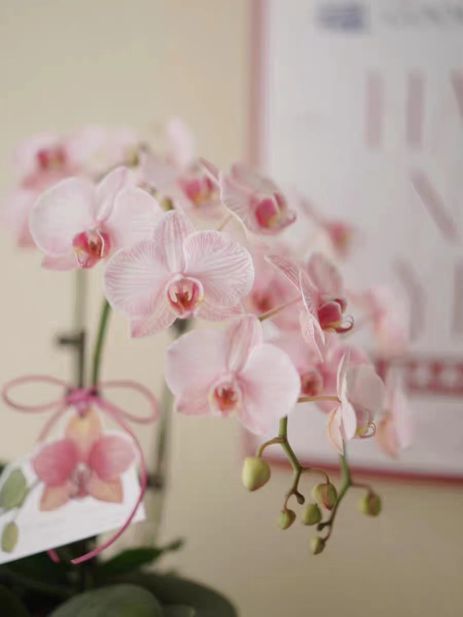 What are the most common problems in raising Phalaenopsis?