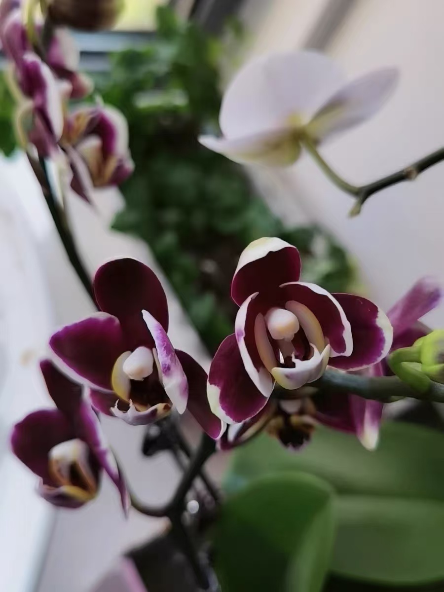 What Are the Varieties of Phalaenopsis Orchids in the Red Color System?