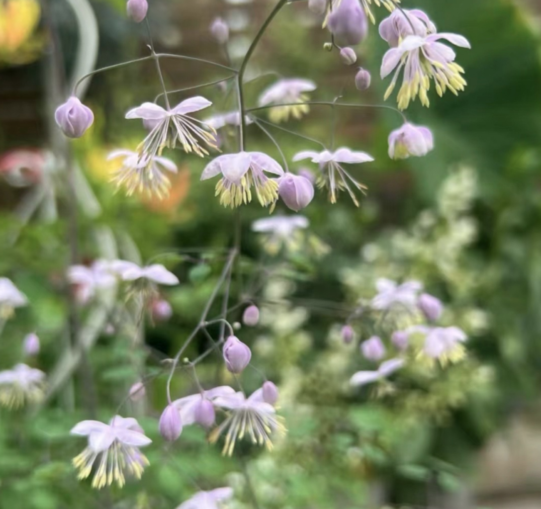 Cultivation methods of Thalictrum