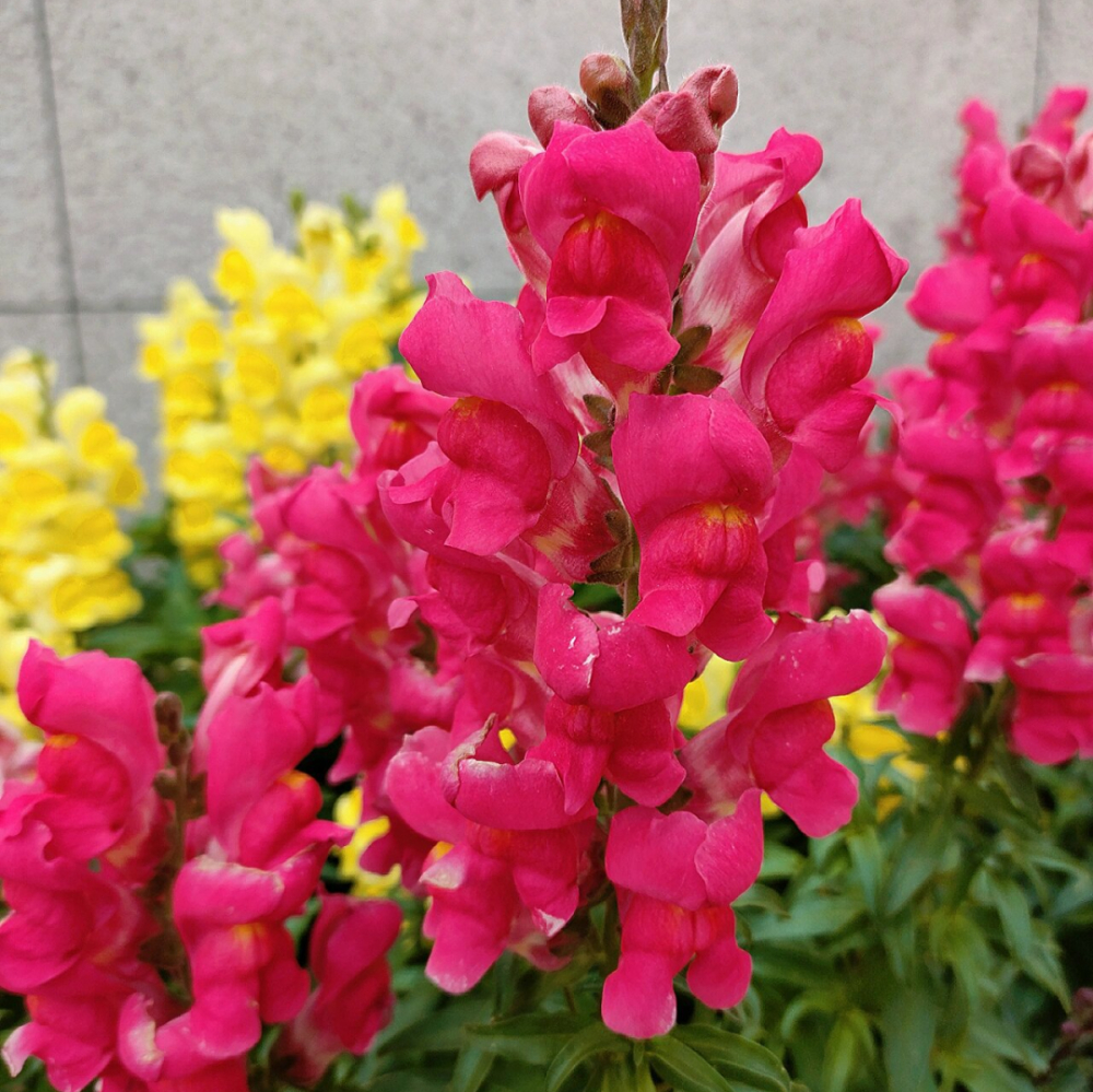 What is the flower language of Antirrhinum majus?