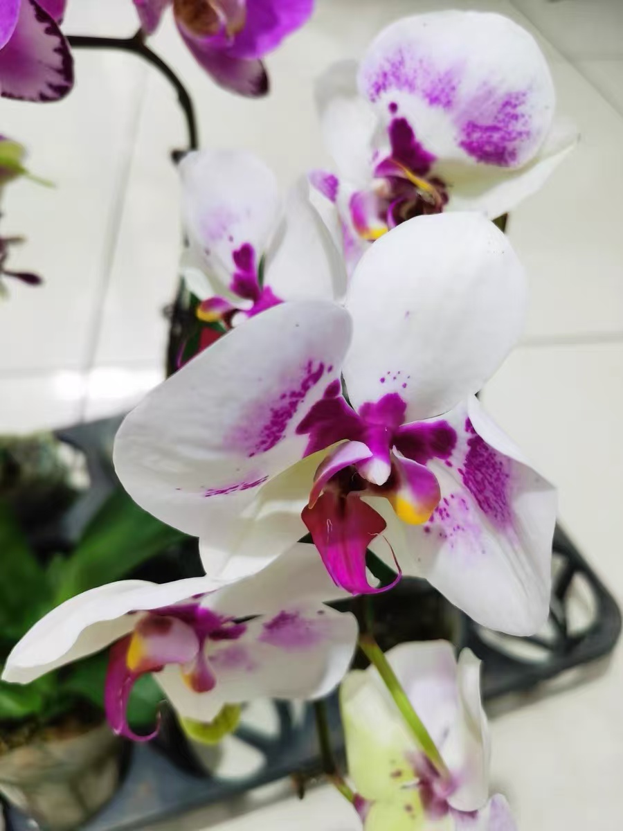 How long is the lifespan of Phalaenopsis orchid flowers in general?