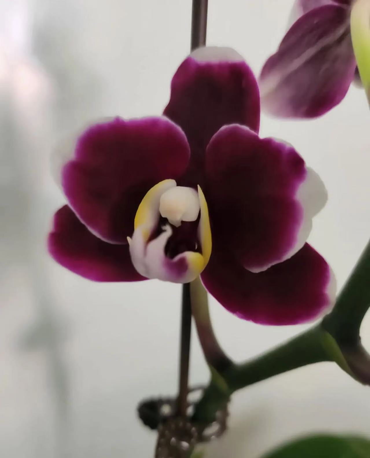 Is the Phalaenopsis 'Black Beauty' a native species?