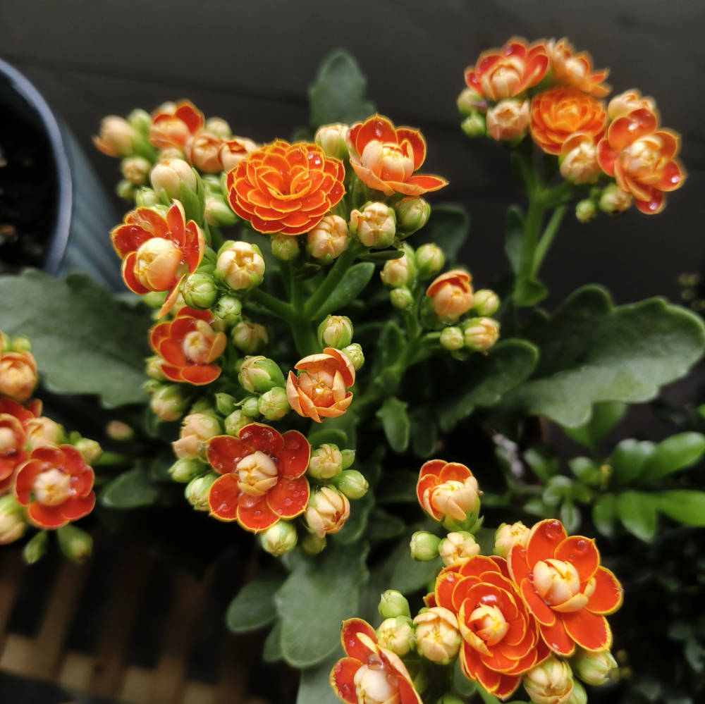 What kinds of flowers can bloom profusely when cultivated in winter?