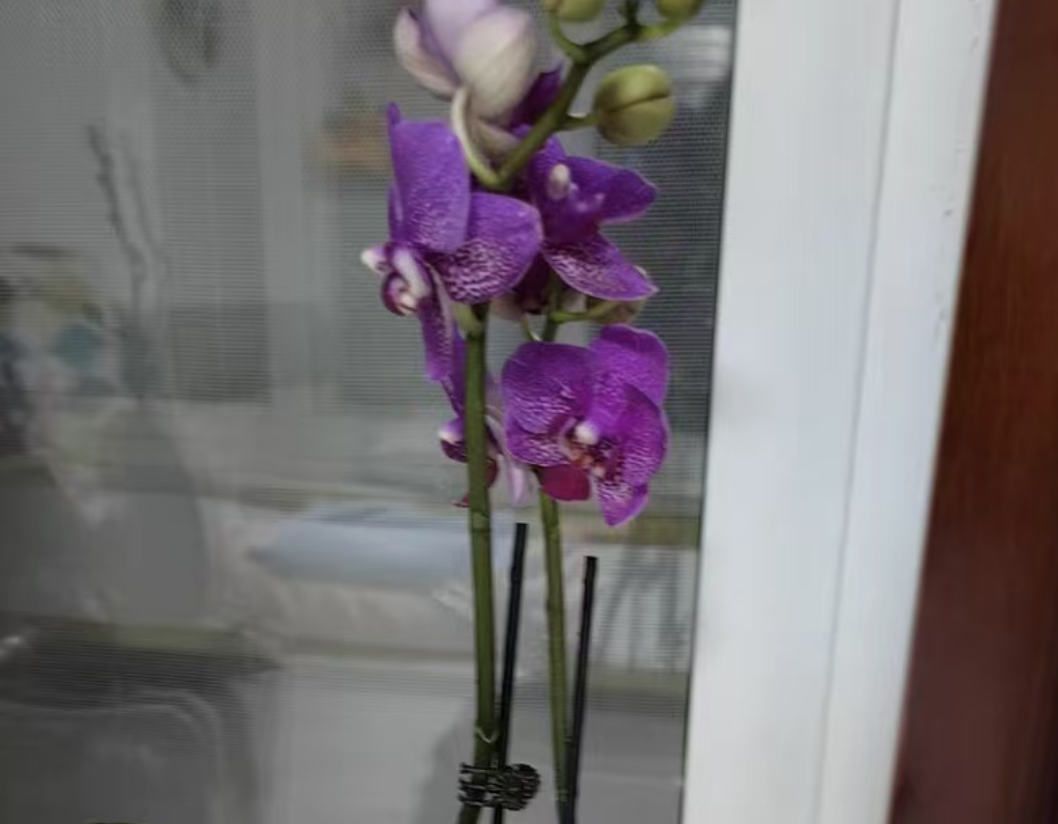 How to Water Phalaenopsis?