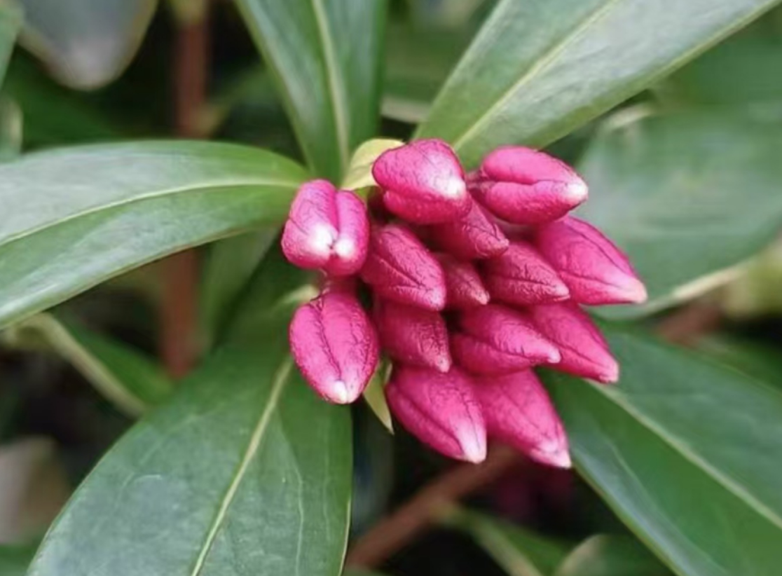 What's the lowest temperature that Daphne odora var. marginata can tolerate in cold weather?