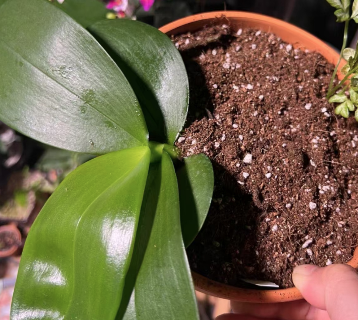 What's the mnemonic for watering Phalaenopsis?