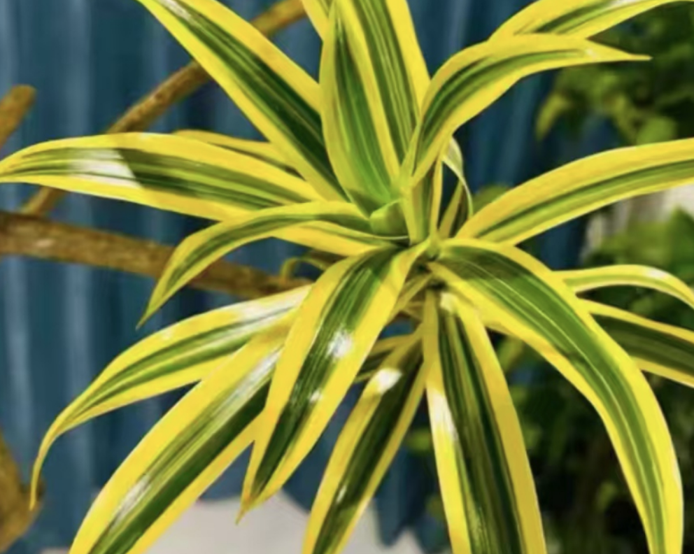 How to Cultivate Dracaena reflexa var. angustifolia 'Variegata' to Make It Look More Beautiful?