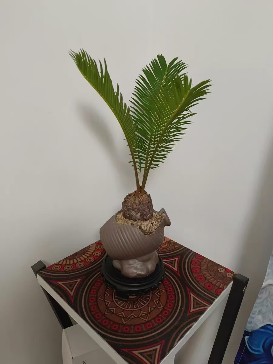 Is Cycas a fern?