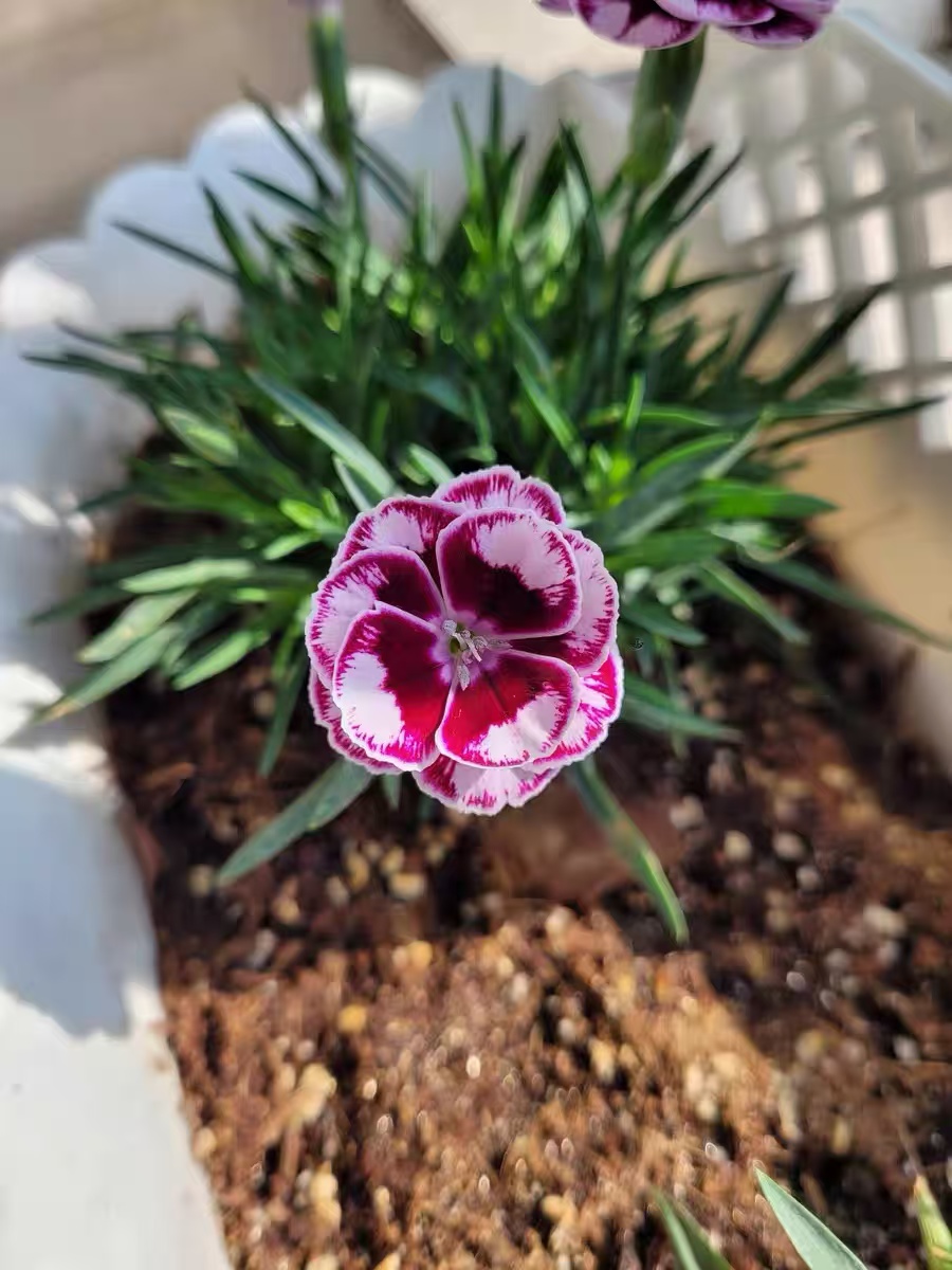 Which is easier to grow, Dianthus gratianopolitanus or Dianthus chinensis?