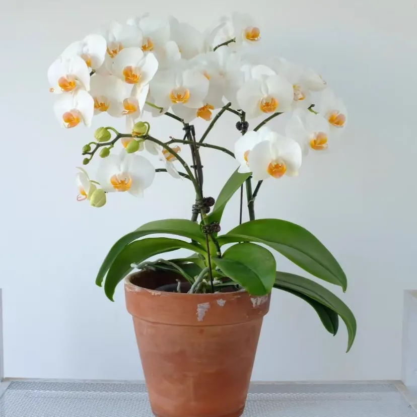 Is the Phalaenopsis 'Yu Guanyin' a European flower?