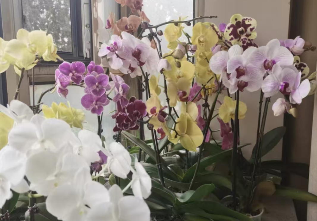 How to take care of phalaenopsis after its flowers have withered?