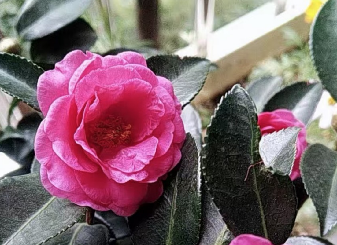 The differences in the growth environments of Camellia sasanqua and Camellia japonica