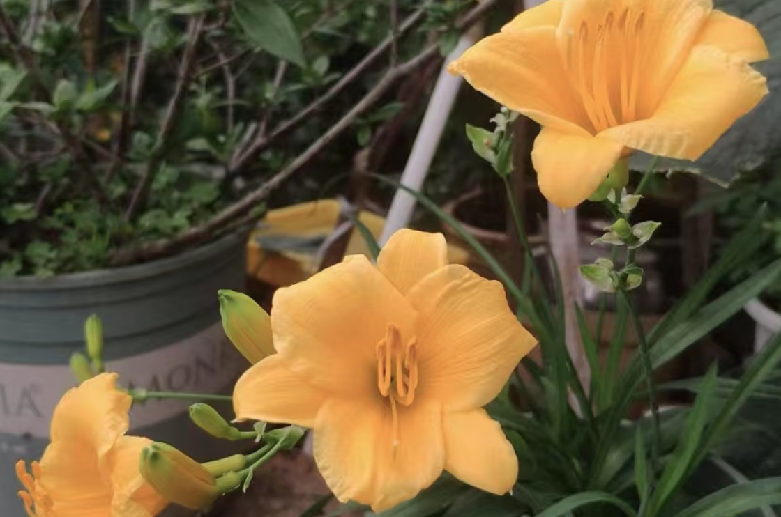 The Origin of Hemerocallis as the Mother's Flower