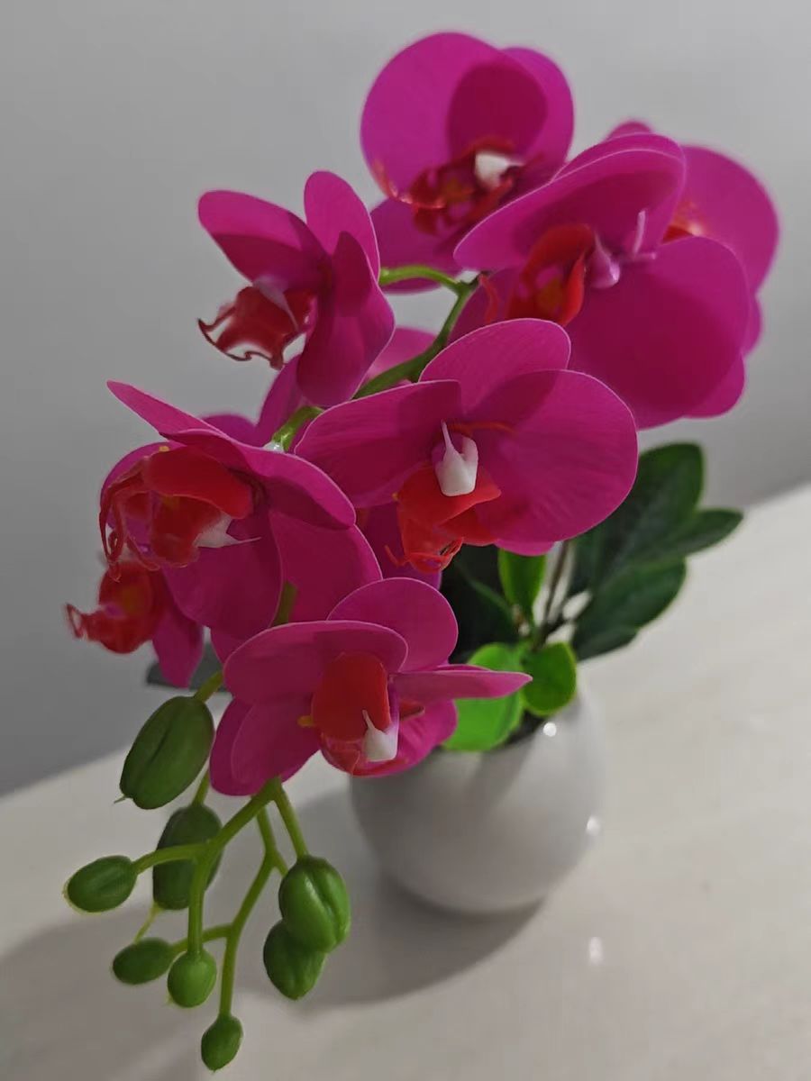 When is the Right Time to Transplant Phalaenopsis Seedlings?