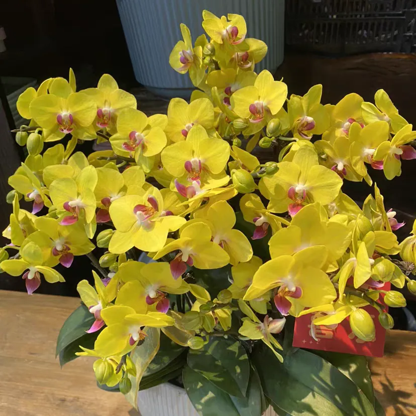 What should be done if the leaves of Phalaenopsis "Jinyu Mantang" are frostbitten?