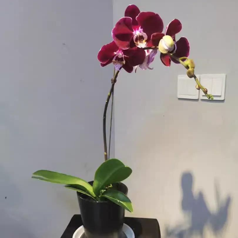 How to maintain and manage Phalaenopsis after repotting?