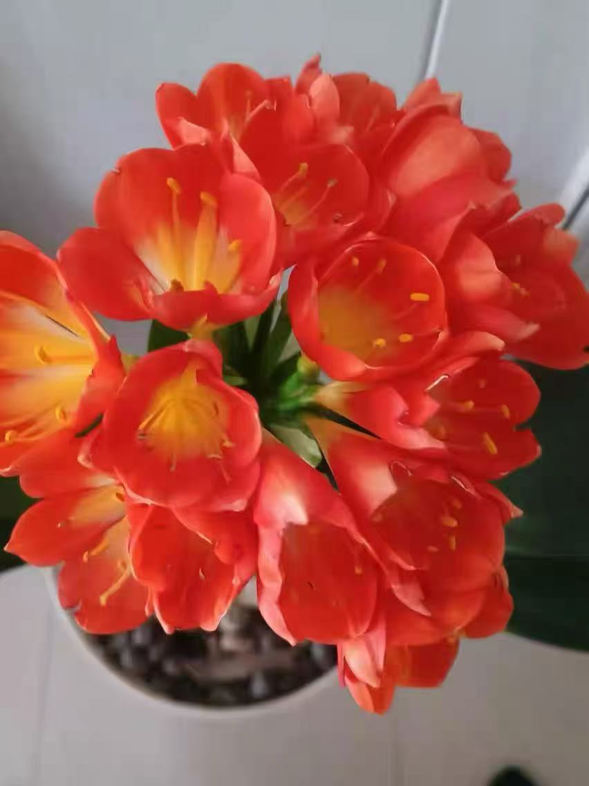 When are the critical periods for pruning Clivia?