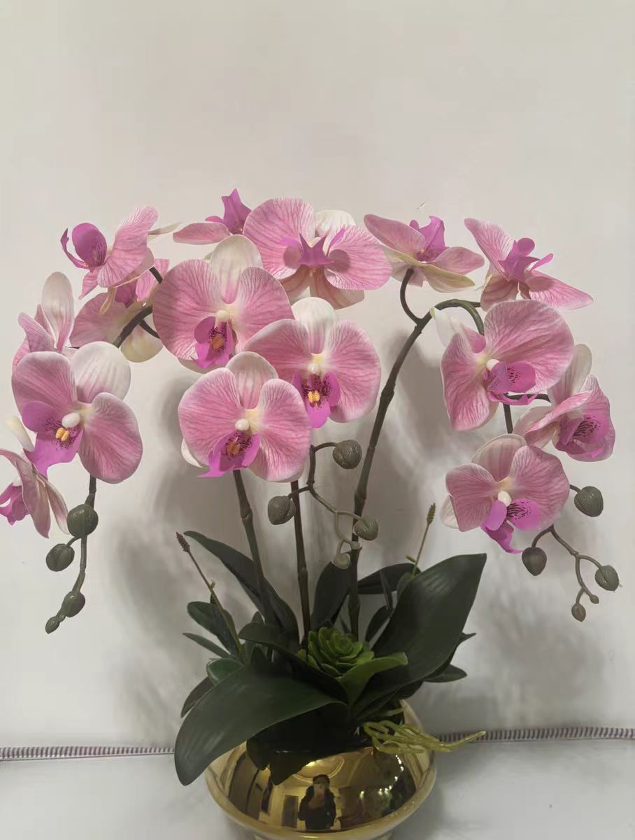 Can fresh sphagnum moss be used to grow Phalaenopsis?