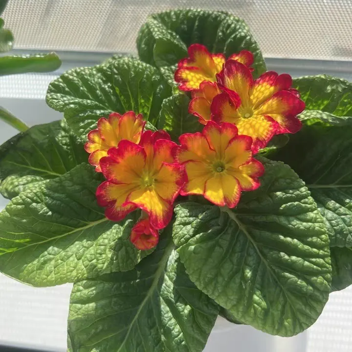 How to Maintain and Manage Primroses?