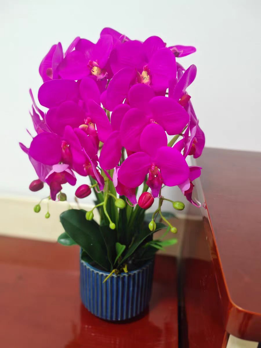 Does a Phalaenopsis need to be pruned after its roots have grown profusely?