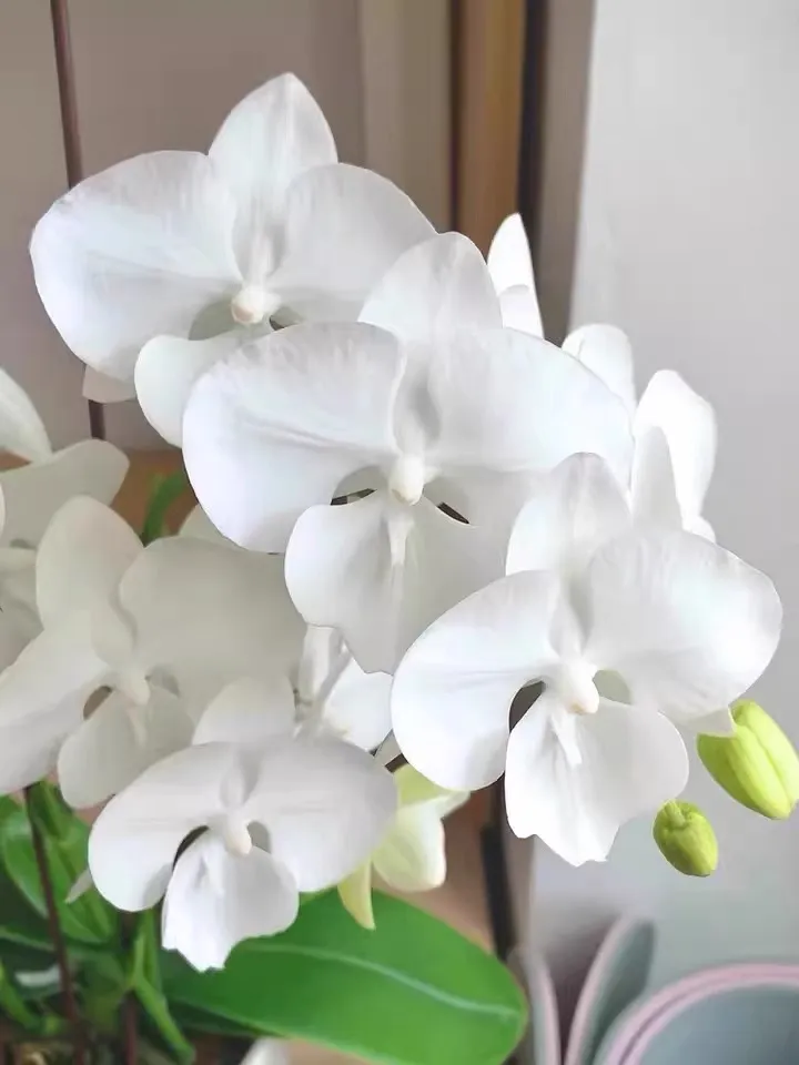 Can the roots of Phalaenopsis orchids reproduce?