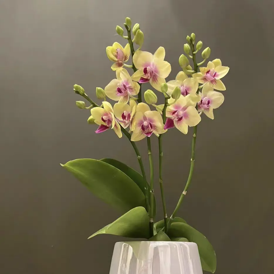 How to Fertilize Phalaenopsis at Different Stages