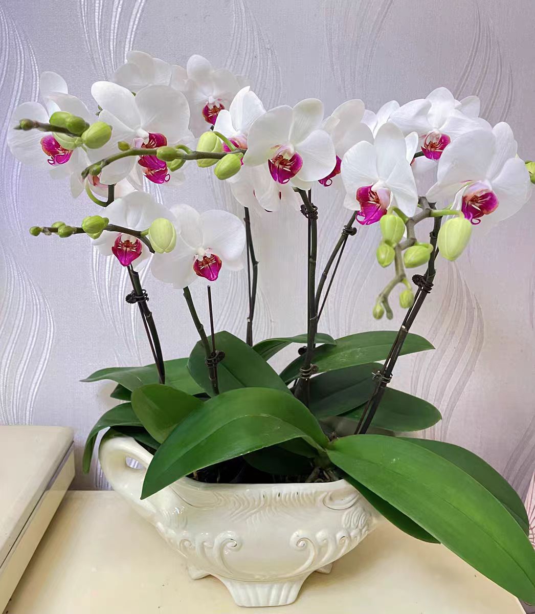 How big are the flowers of the 'Lucky Star' Phalaenopsis?