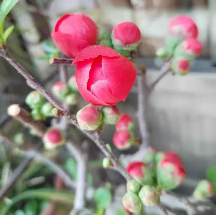 Are the shapes of Chinese flowering crabapples and begonias the same?