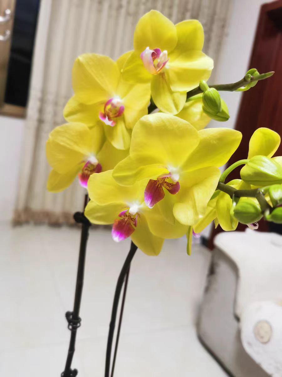 How to Transfer Phalaenopsis Orchids Grown in Water to Soil Cultivation?