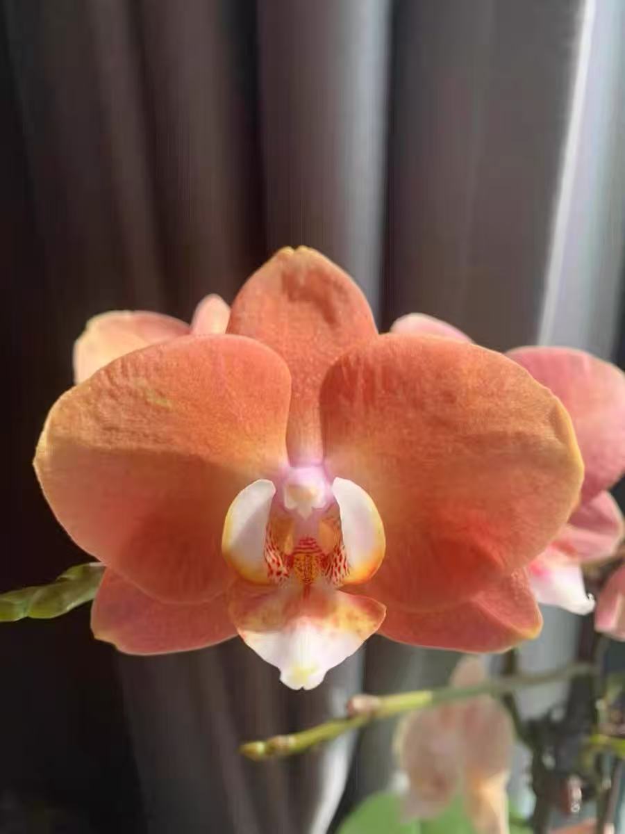 What to Do When the Roots of Phalaenopsis Are Bored by Insects?