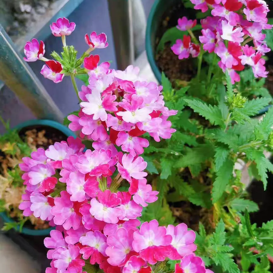 What months does the flowering period of verbena hybrida range from?