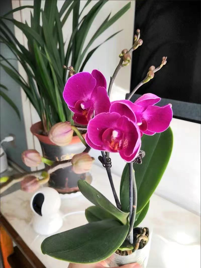 Does Phalaenopsis need proper heat - avoidance in summer?