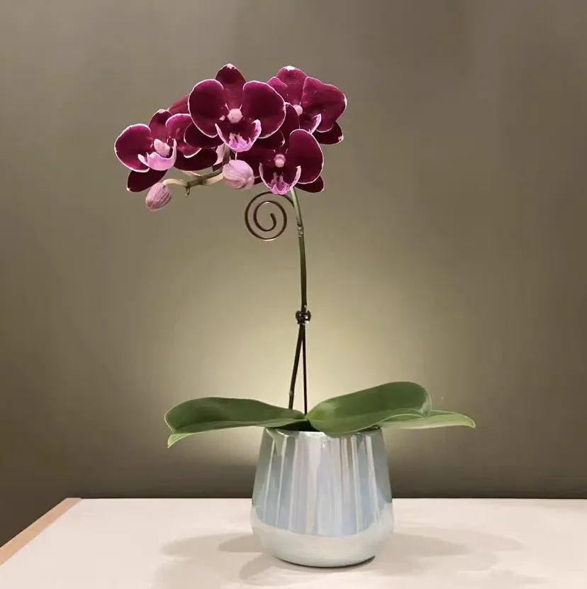 The pruning methods for Phalaenopsis after flowering.