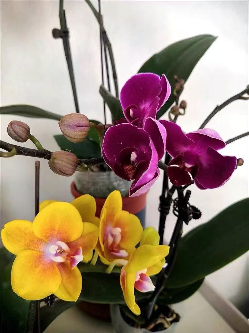 Can eggshells be used as fertilizer for Phalaenopsis?