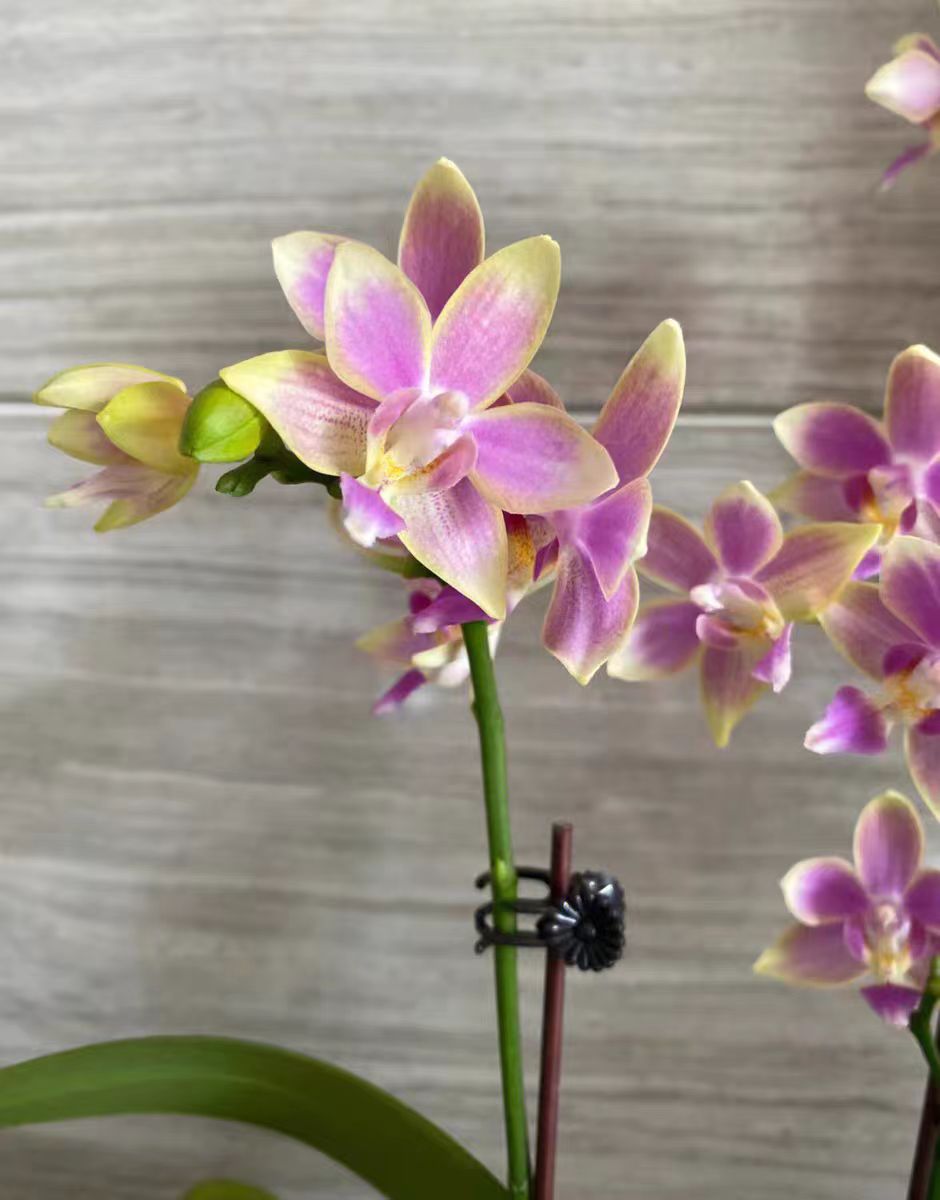 What are the sterilization measures during the cultivation of Phalaenopsis orchids?