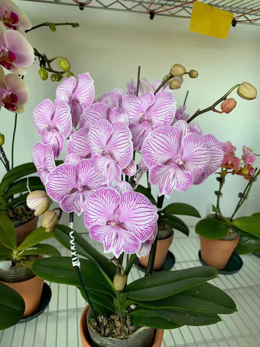 What kind of artificial light is suitable for Phalaenopsis?