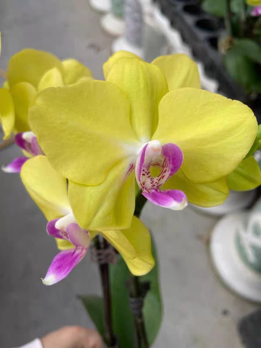 Can peanut shells be used as a substrate for Phalaenopsis orchids?