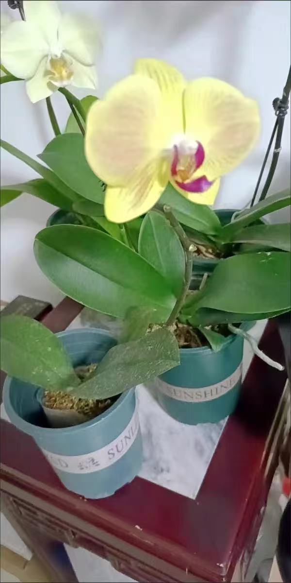 How to Choose the Right Watering Tool for Phalaenopsis?