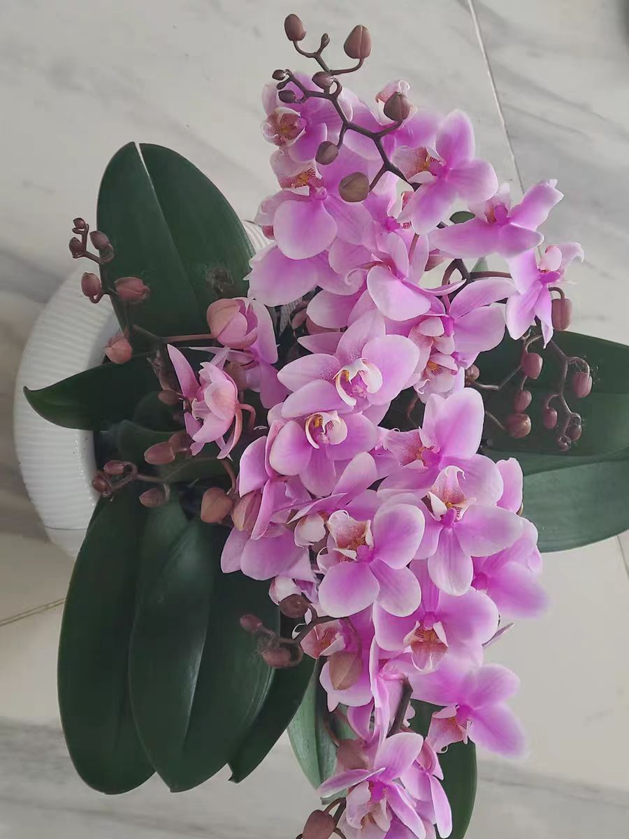 Will Phalaenopsis orchids have root rot if watered frequently?