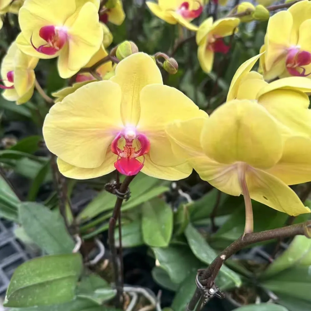 Is Phalaenopsis amabilis 'Crown' easy to grow? How to grow it?