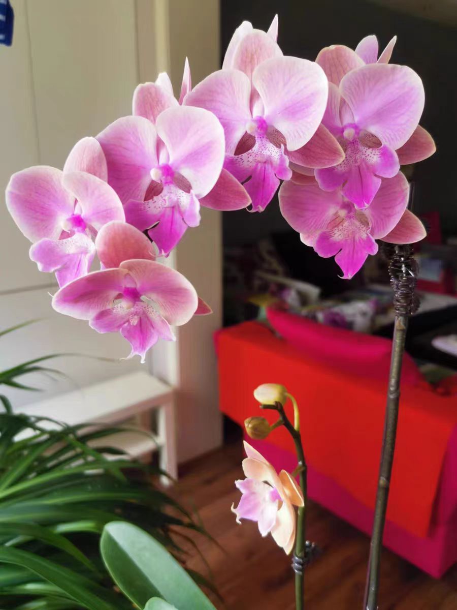 How to Determine Whether Phalaenopsis Needs Fertilization?